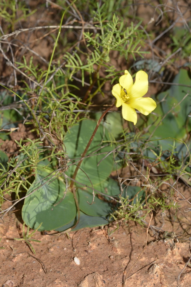 Oxalis salteri photo 3