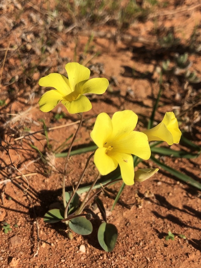Oxalis salteri photo 4