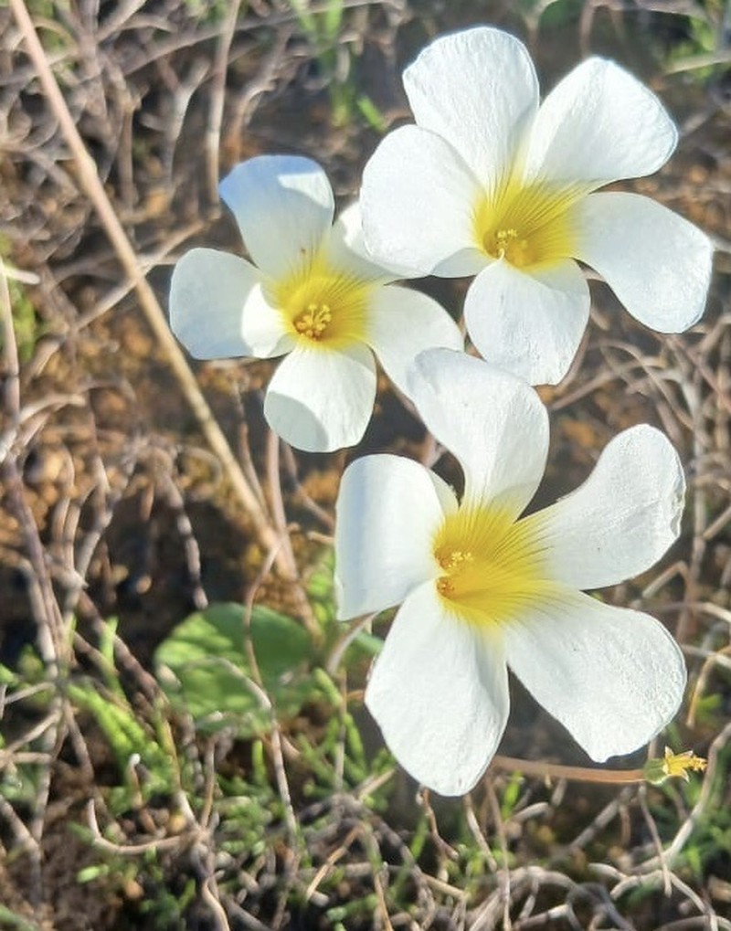 Oxalis salteri photo 5