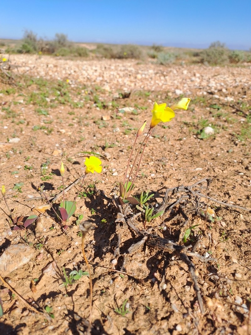 Oxalis salteri photo 6