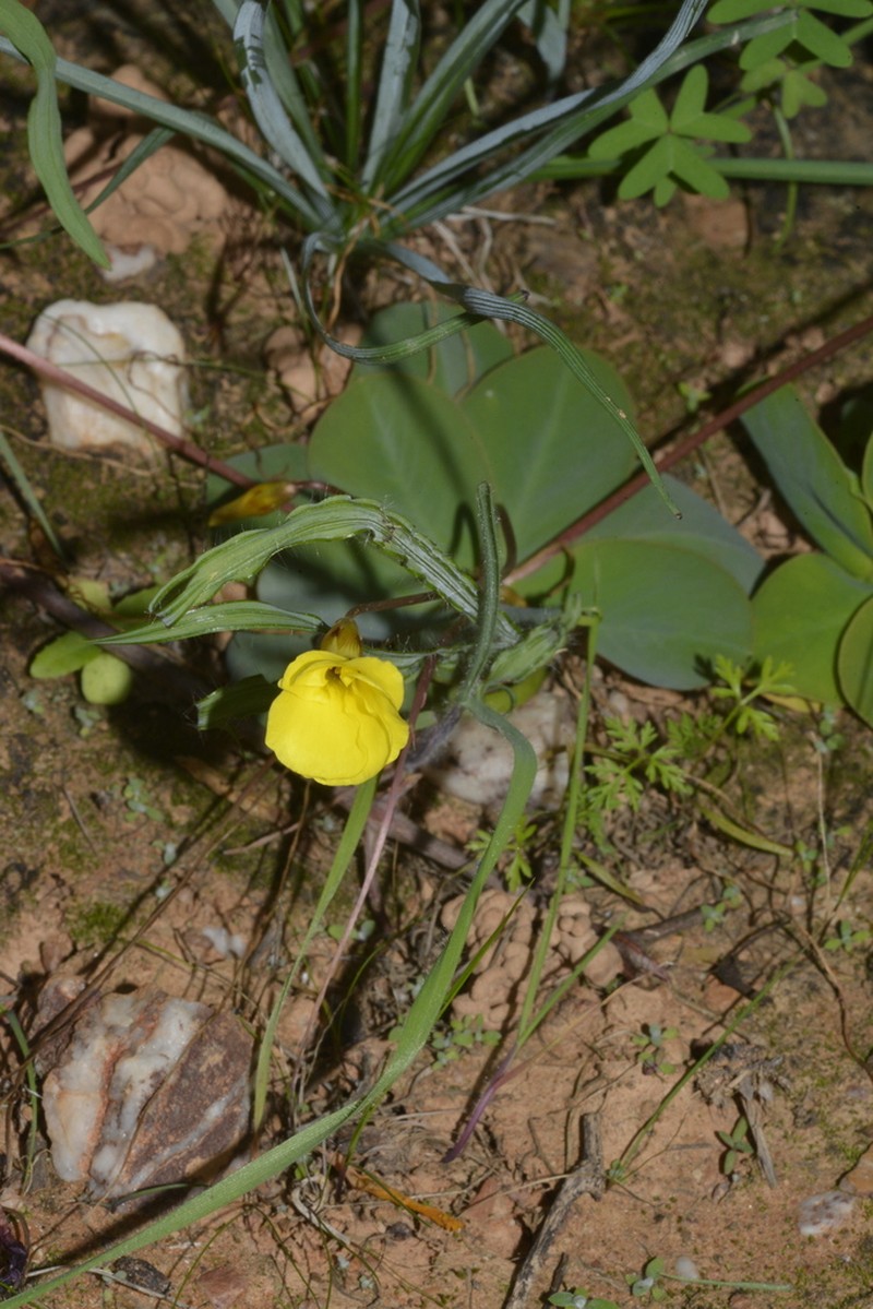 Oxalis salteri photo 7
