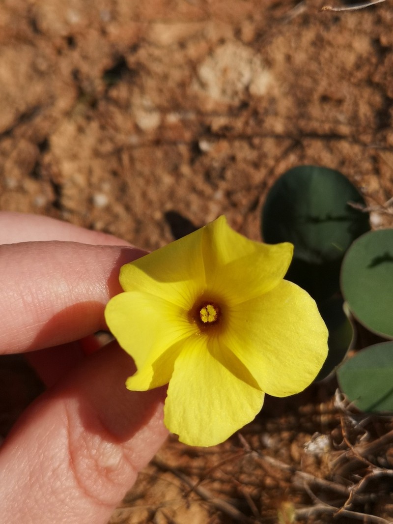 Oxalis salteri photo 8