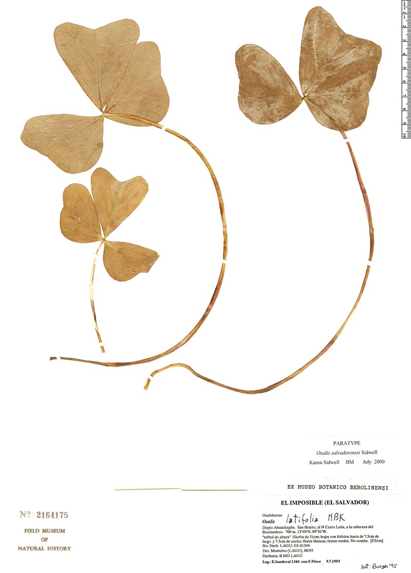 Oxalis salvadorensis