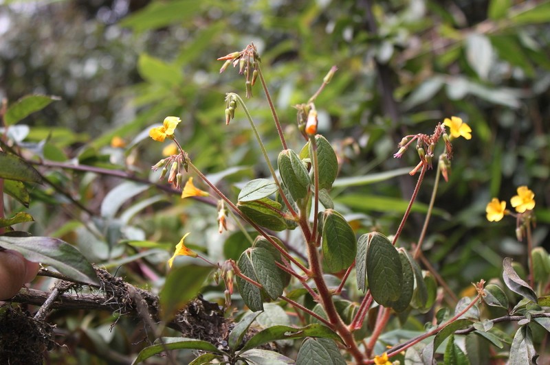 Oxalis san-miguelii