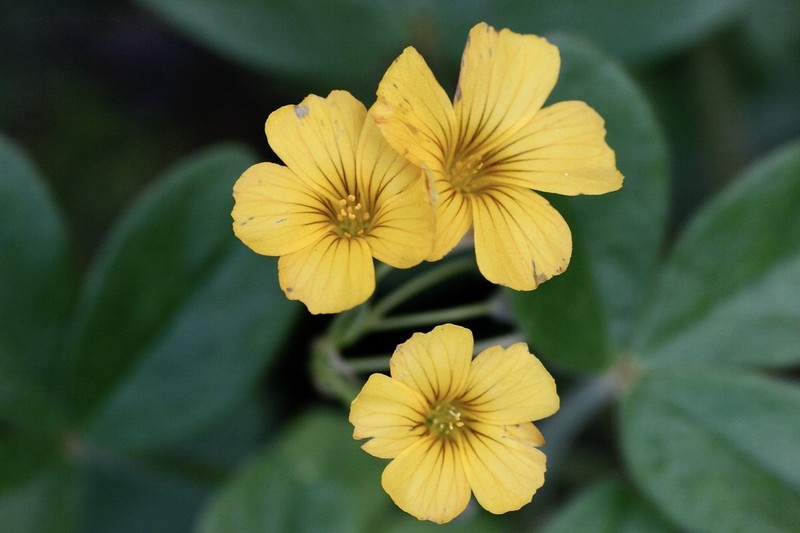 Oxalis san-miguelii photo 2