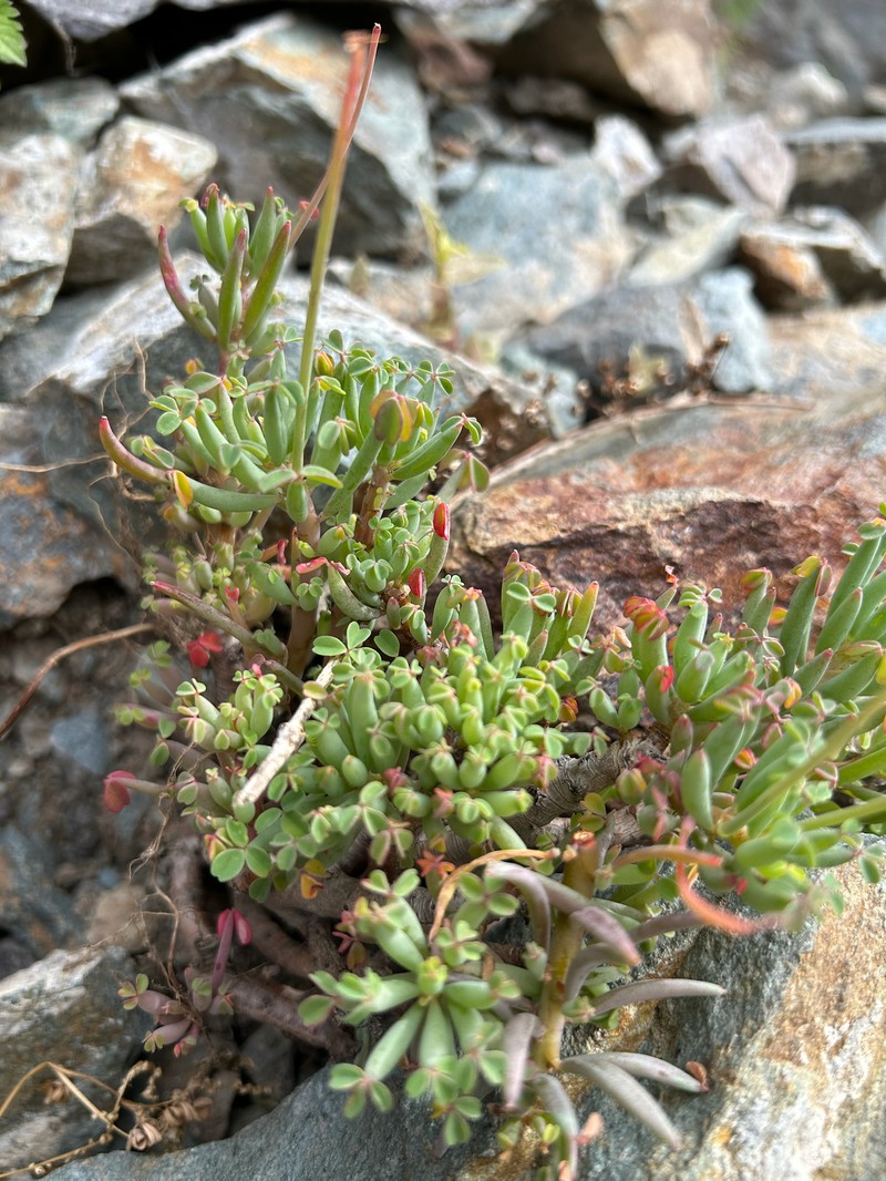 Oxalis san-miguelii photo 3