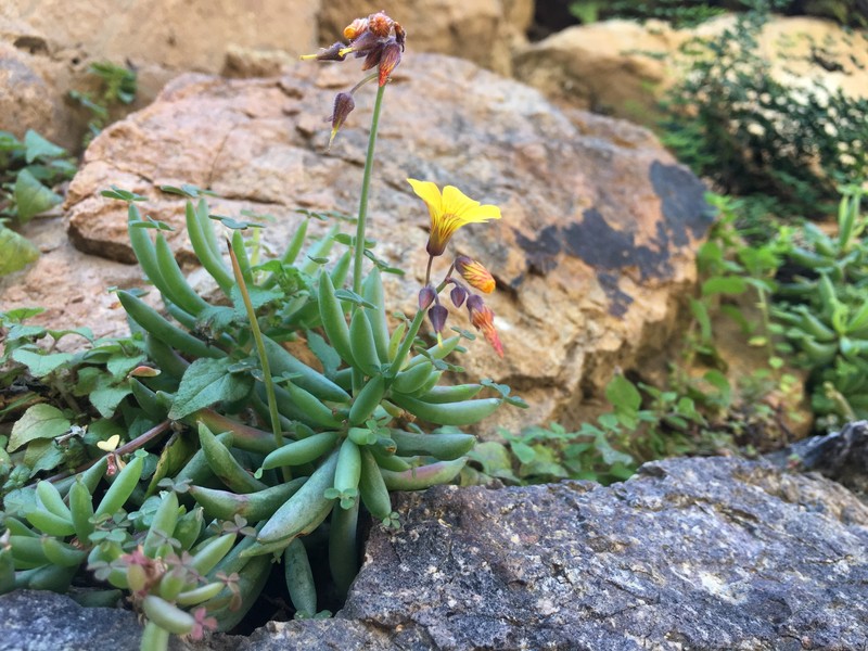 Oxalis san-miguelii photo 6