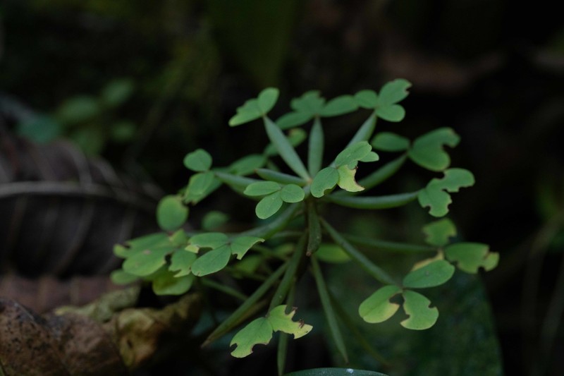 Oxalis san-miguelii subsp. urubambensis photo 2