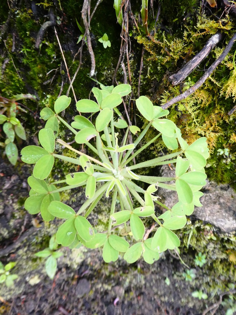 Oxalis san-miguelii subsp. urubambensis photo 3