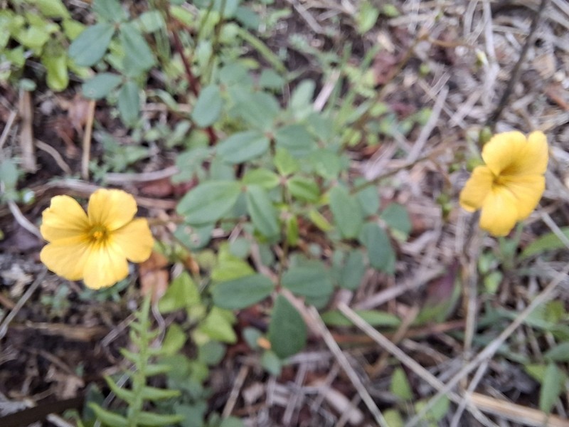 Oxalis sandemanii