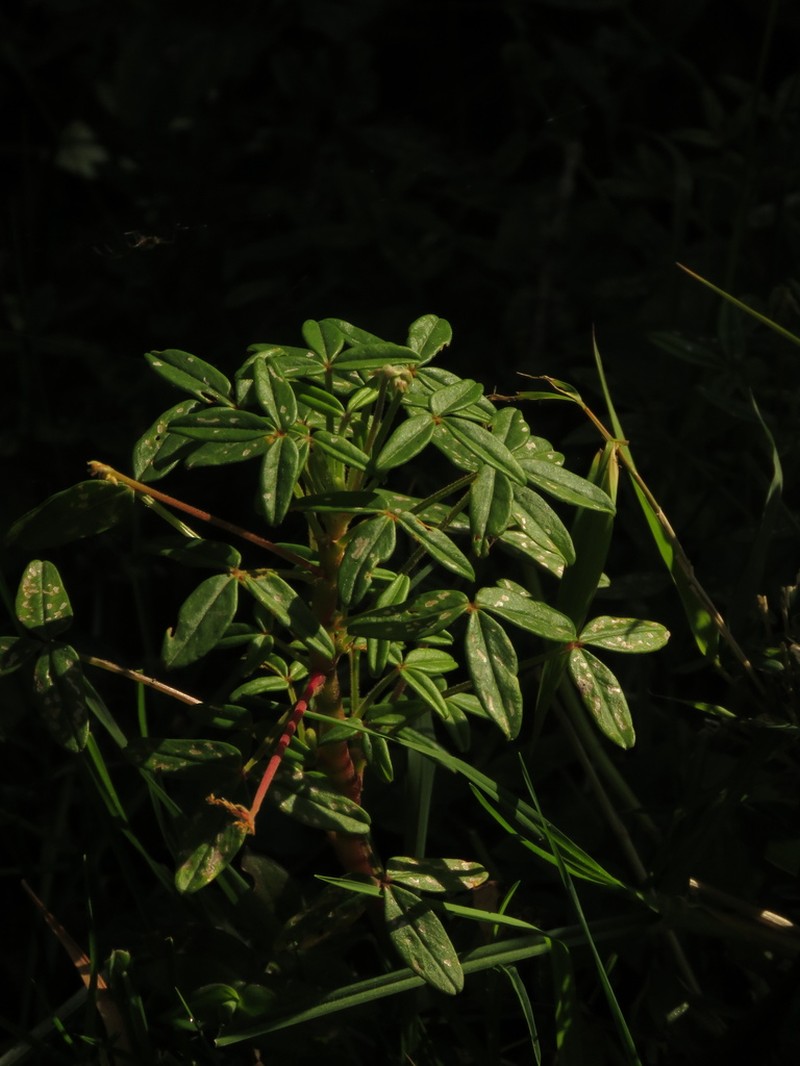Oxalis sandemanii photo 2