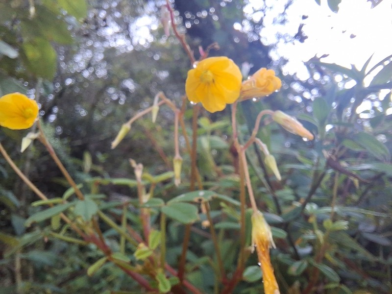 Oxalis sandemanii photo 3