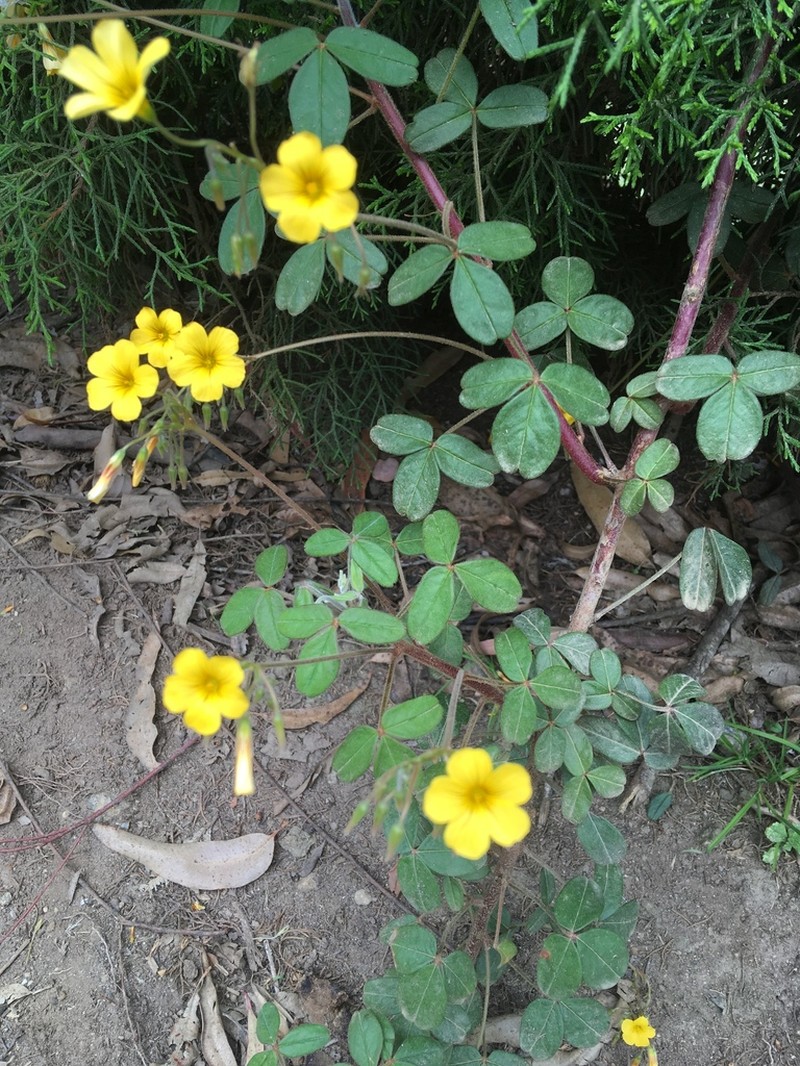 Oxalis sandemanii photo 4
