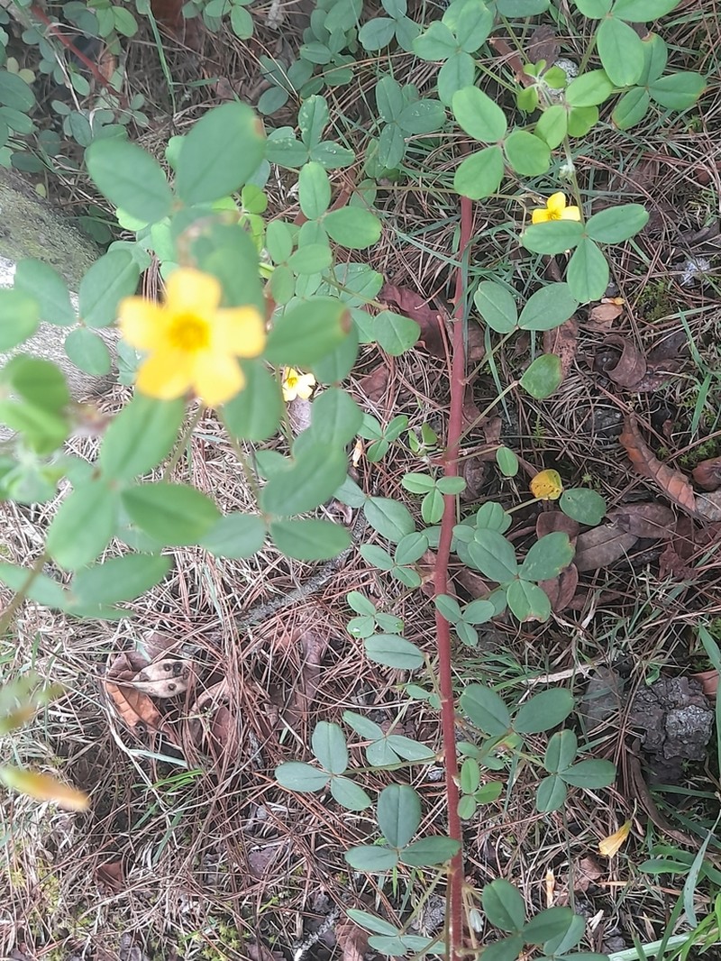 Oxalis sandemanii photo 5