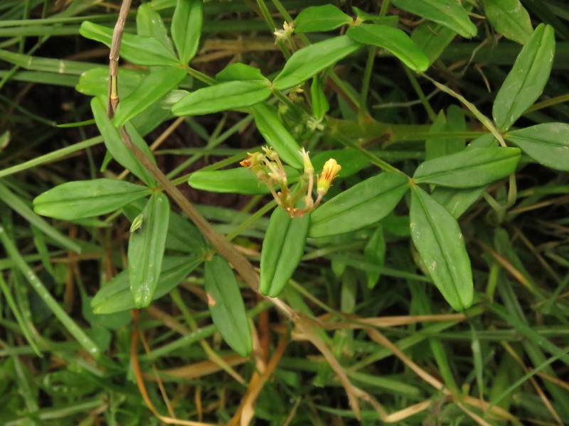 Oxalis sandemanii photo 6