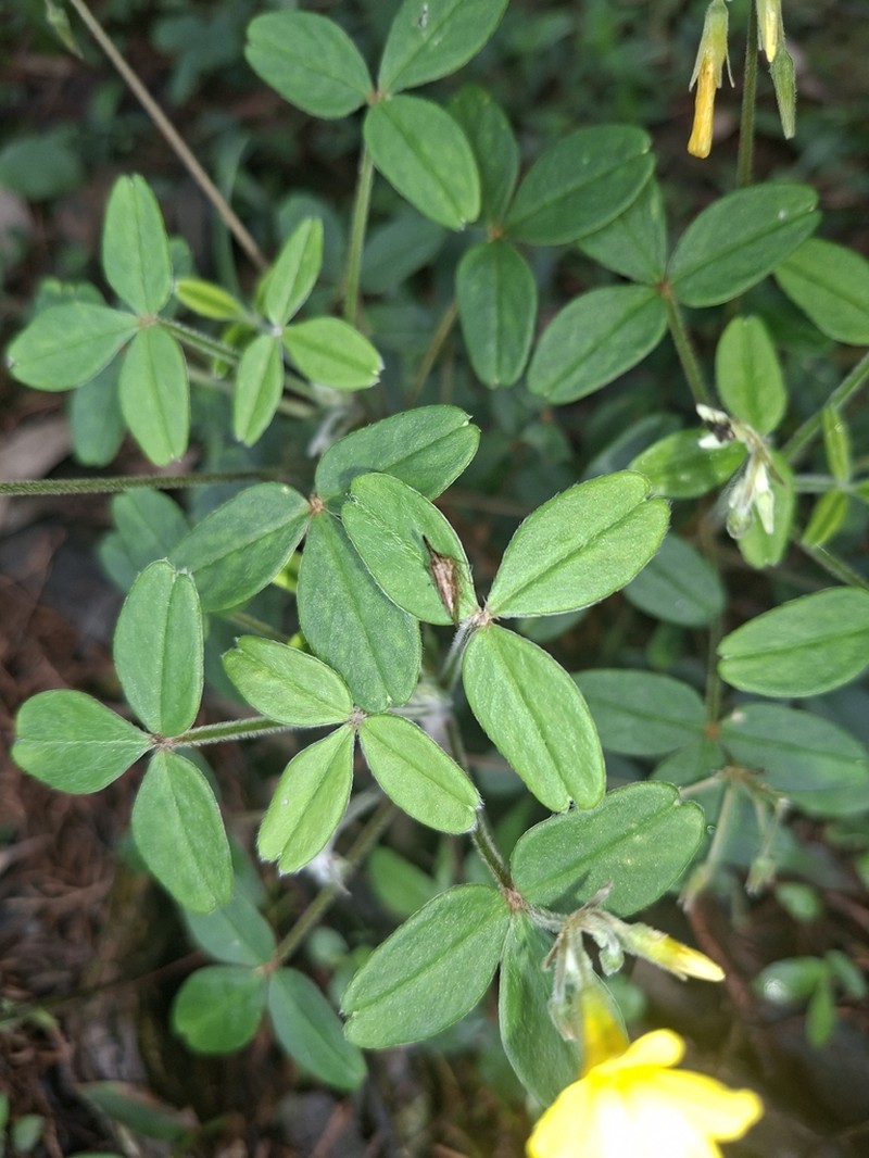 Oxalis sandemanii photo 7