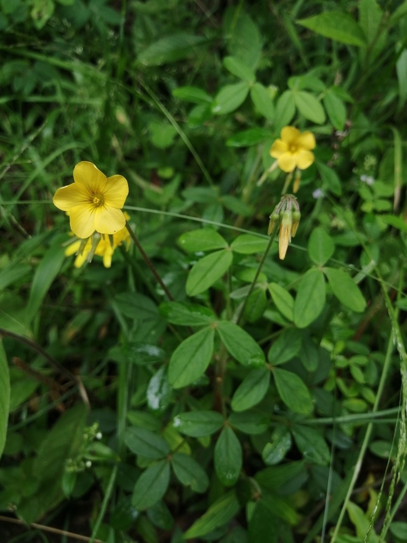 Oxalis sandemanii photo 8
