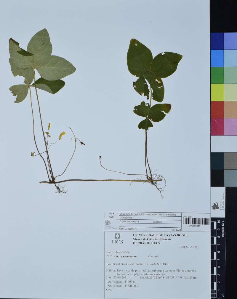 Oxalis sarmentosa