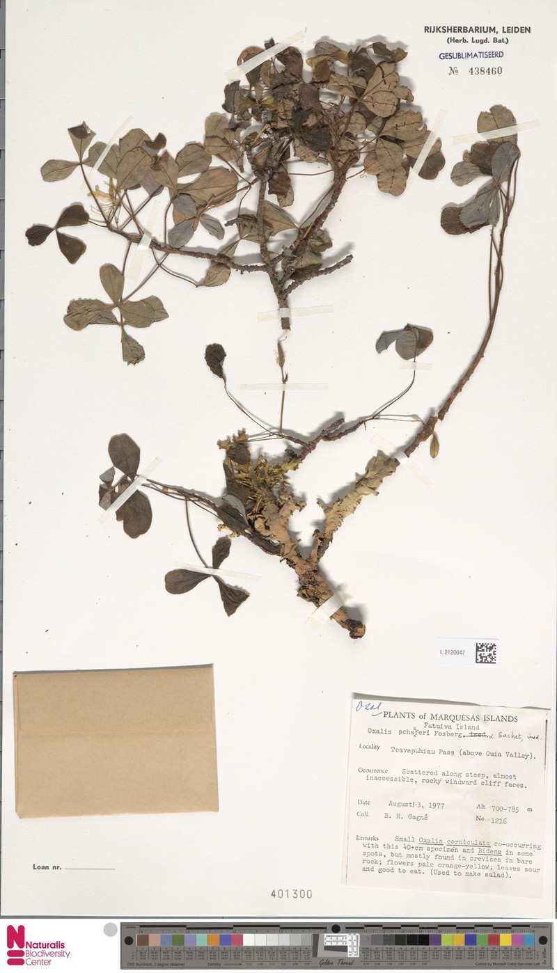 Oxalis schaeferi