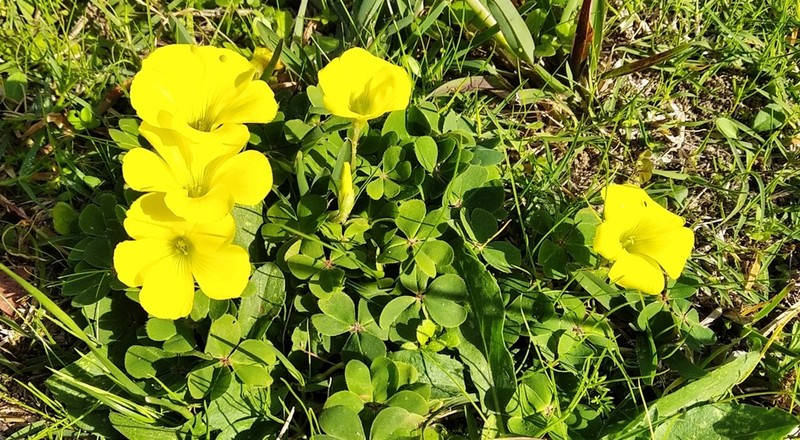 Oxalis sellowiana