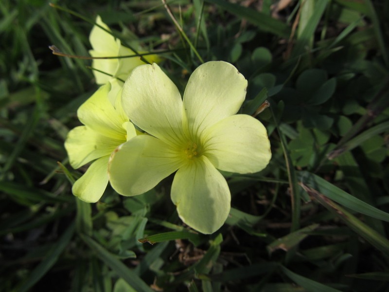 Oxalis sellowiana photo 2