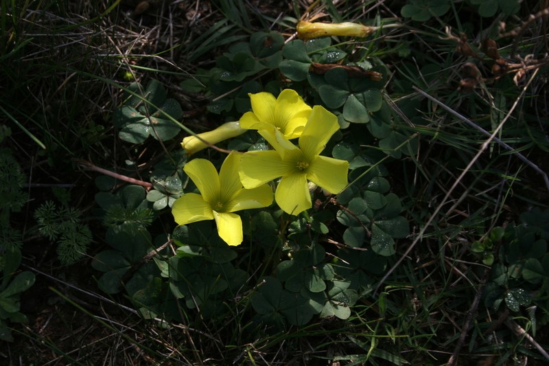 Oxalis sellowiana photo 3