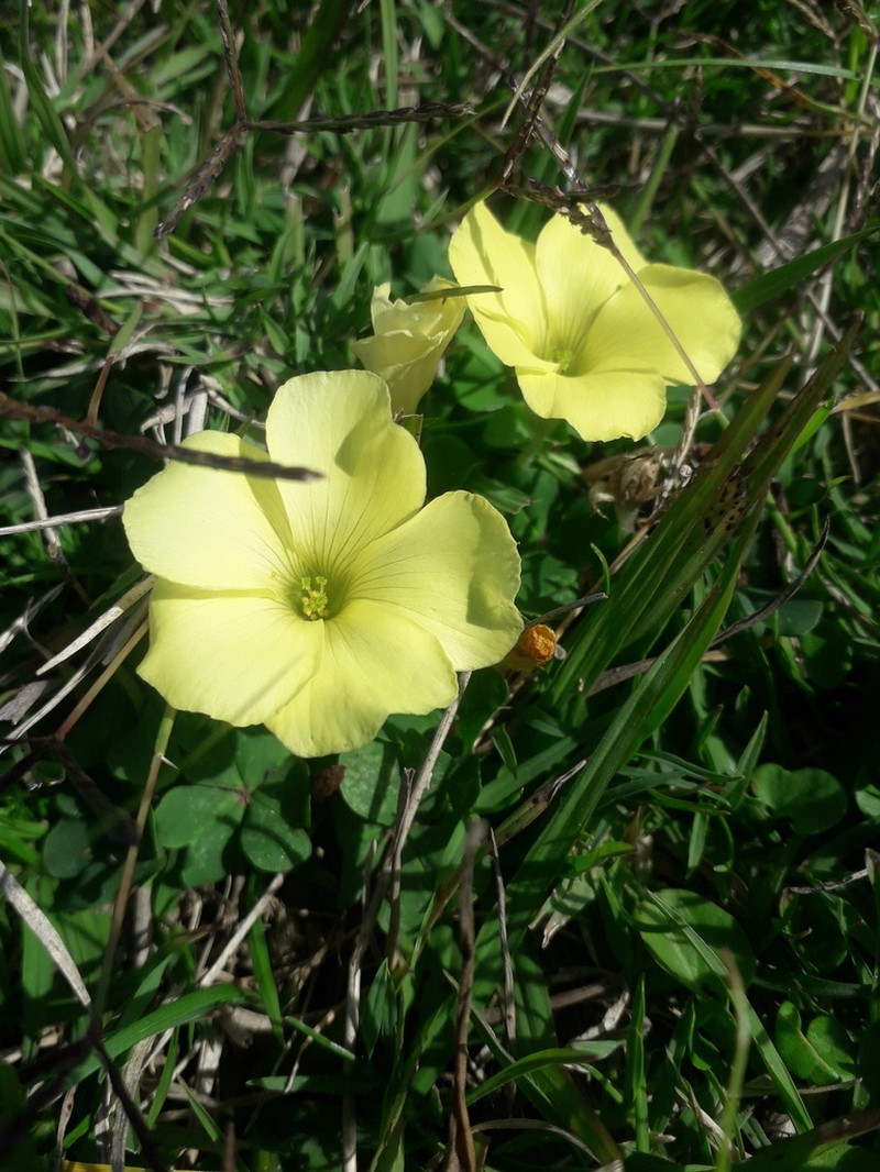 Oxalis sellowiana photo 4