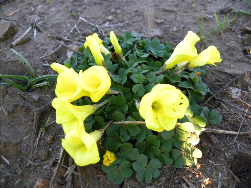 Oxalis sellowiana photo 5