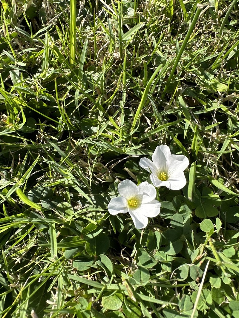 Oxalis sellowiana photo 6
