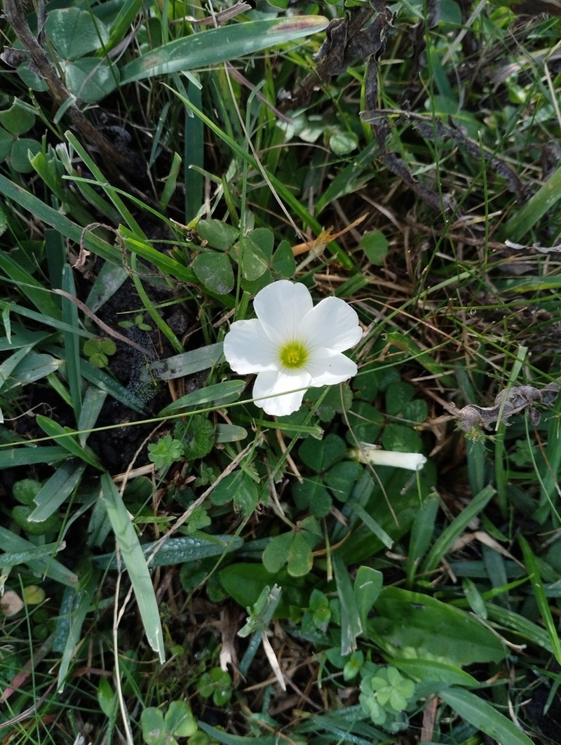 Oxalis sellowiana photo 7