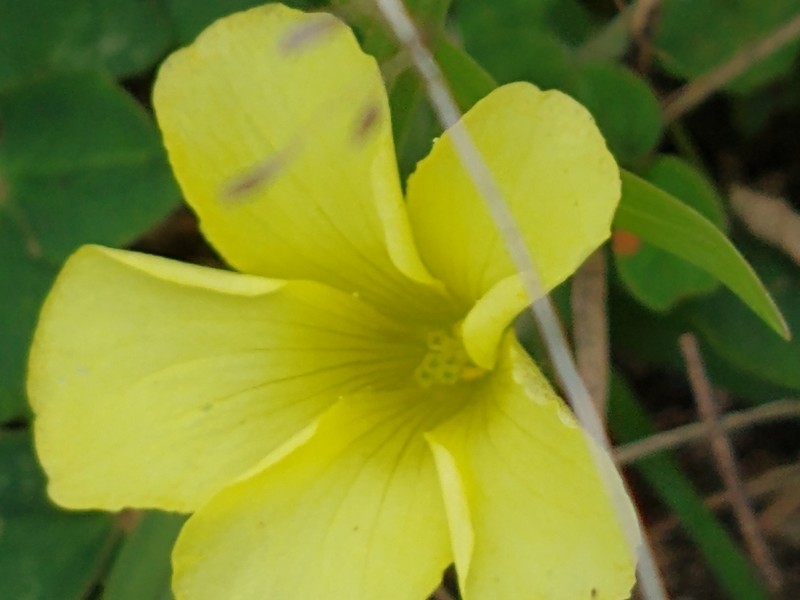 Oxalis sellowiana photo 8