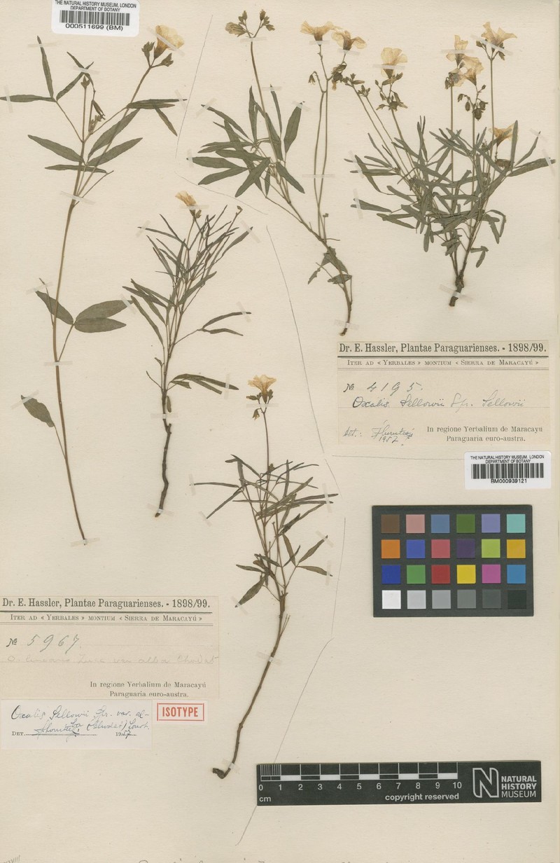 Oxalis sellowii var. sellowii