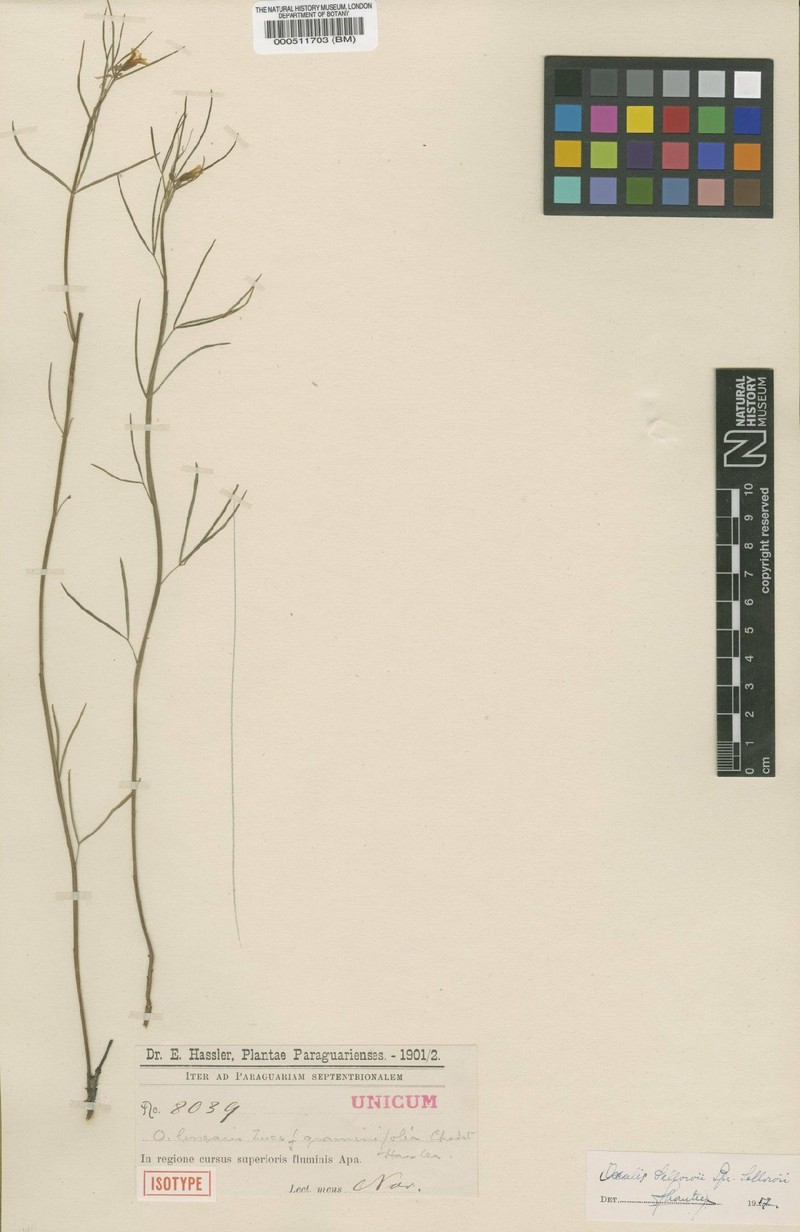 Oxalis sellowii var. sellowii photo 2