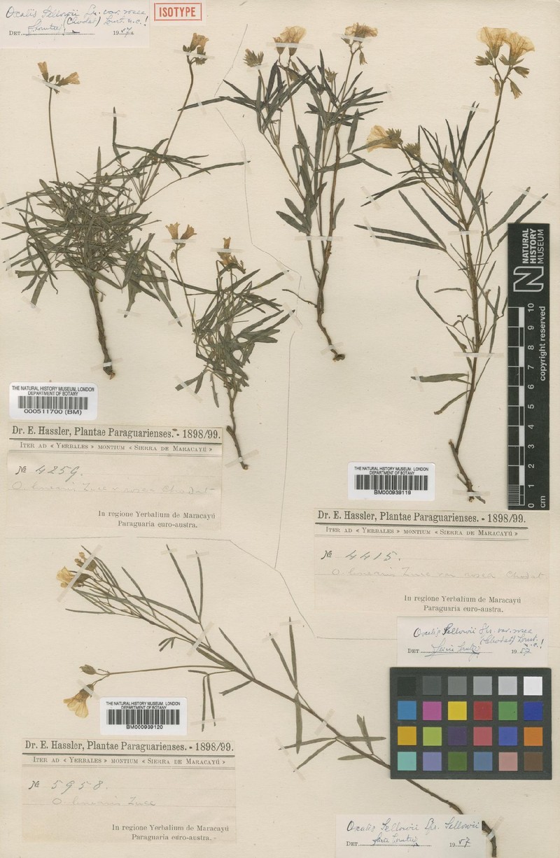 Oxalis sellowii var. sellowii photo 3