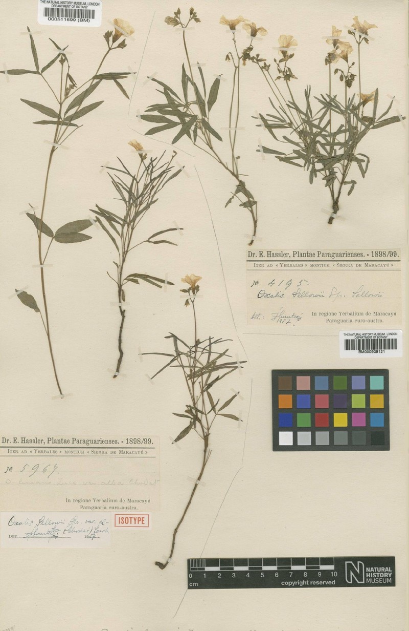 Oxalis sellowii var. sellowii photo 4