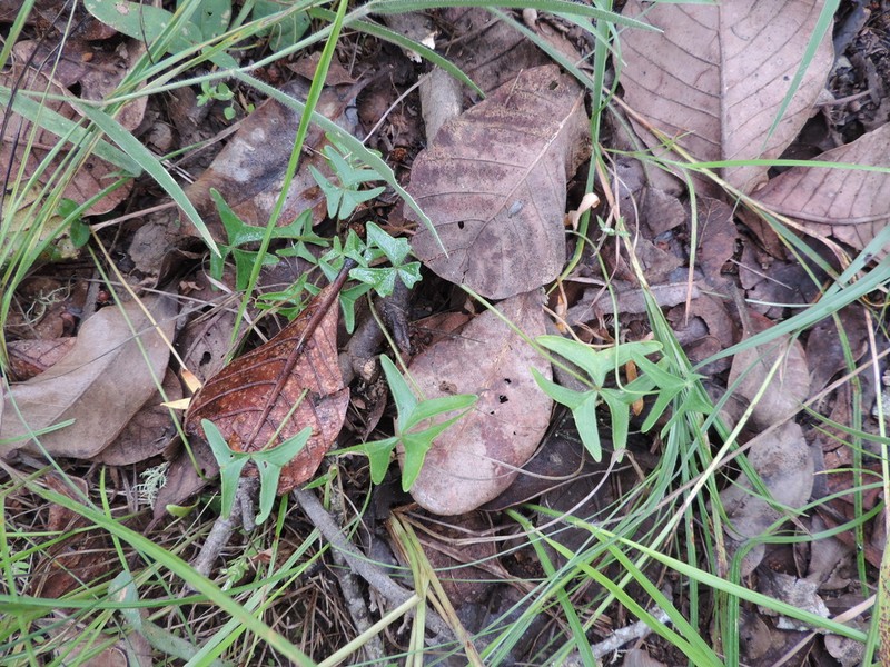 Oxalis semiloba