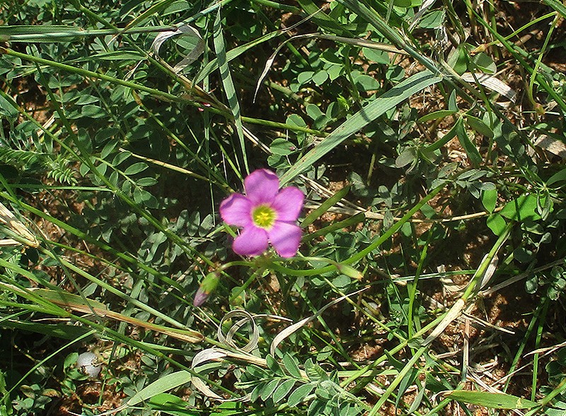 Oxalis semiloba photo 2