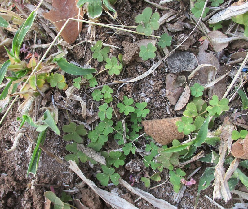 Oxalis semiloba photo 3