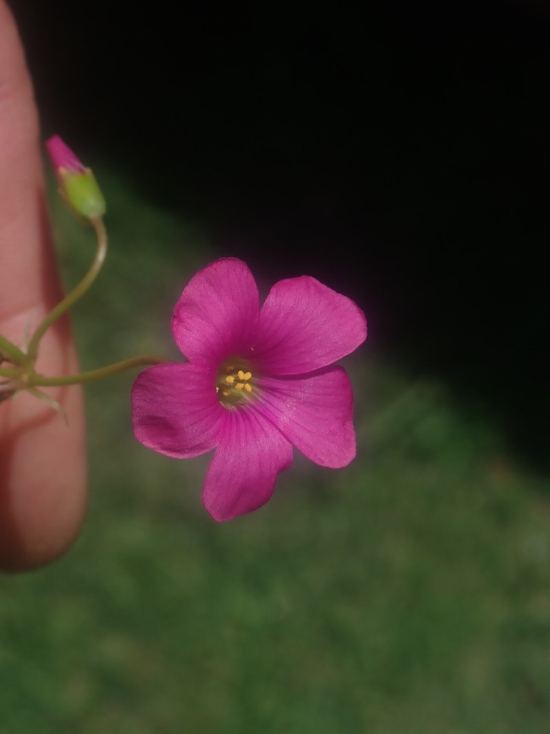 Oxalis semiloba photo 4