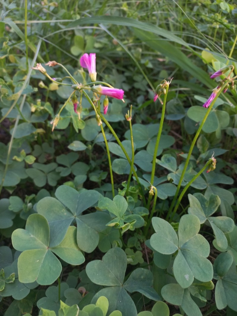 Oxalis semiloba photo 5
