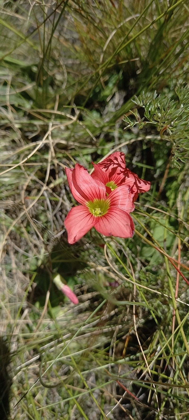 Oxalis semiloba photo 6