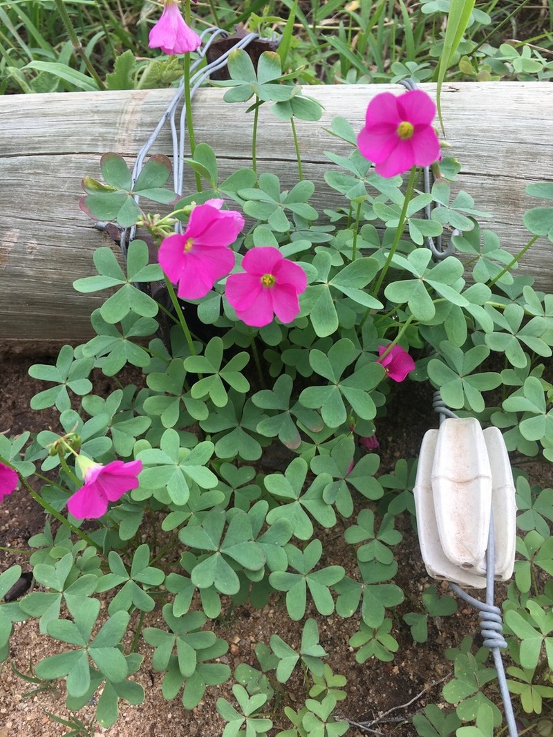 Oxalis semiloba photo 7