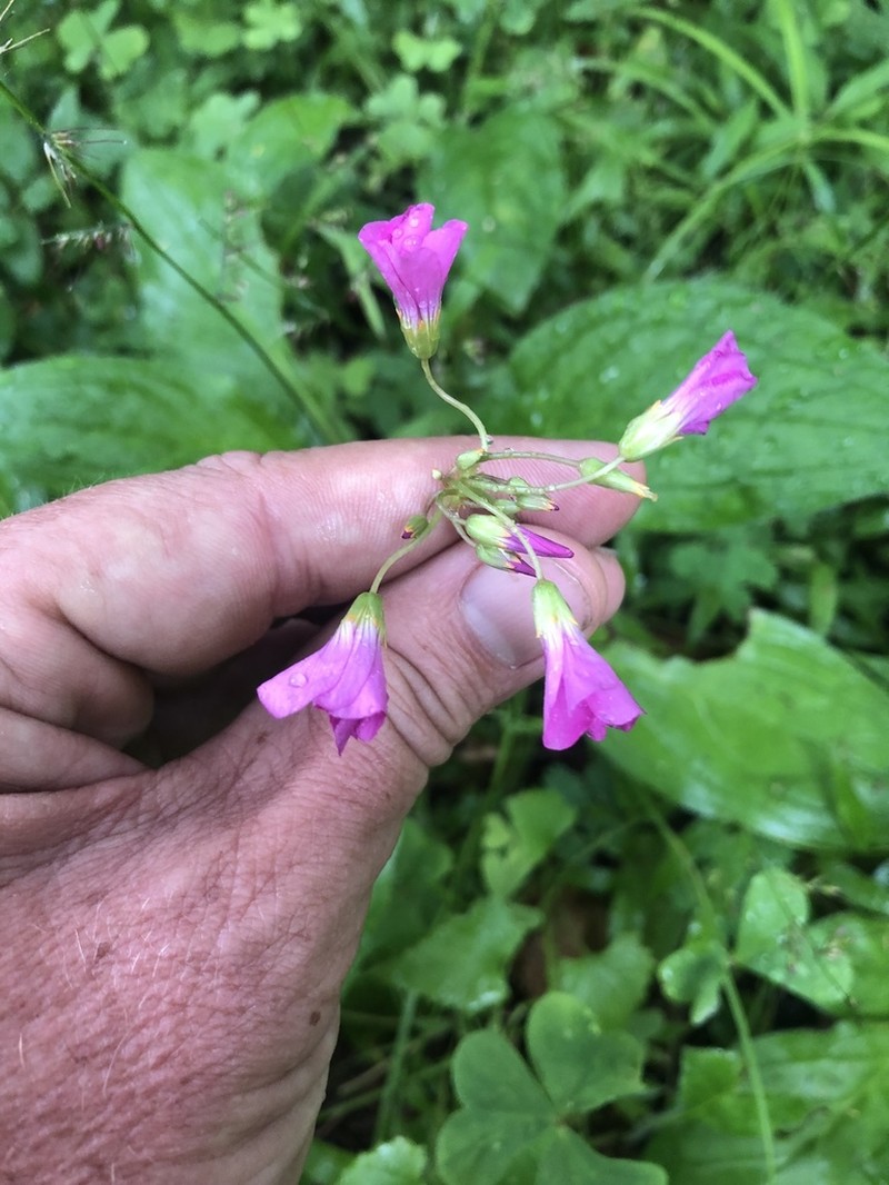 Oxalis semiloba photo 8