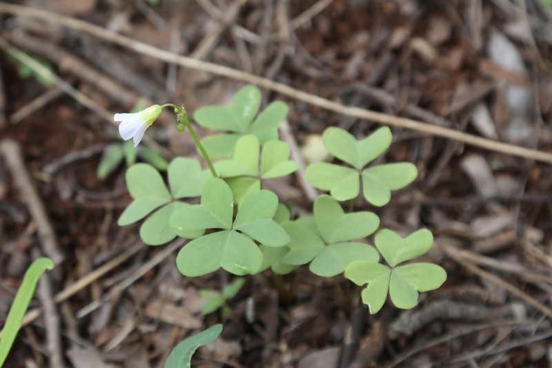 Oxalis semiloba subsp. semiloba