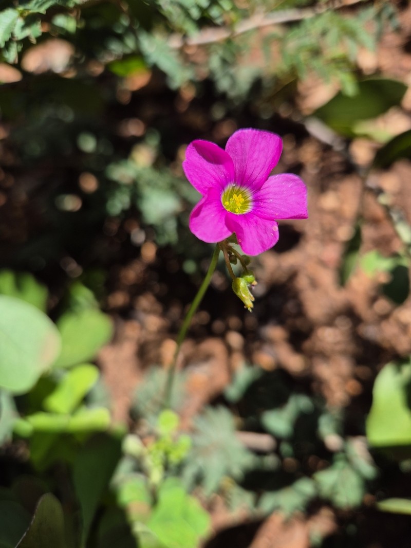 Oxalis semiloba subsp. semiloba photo 2