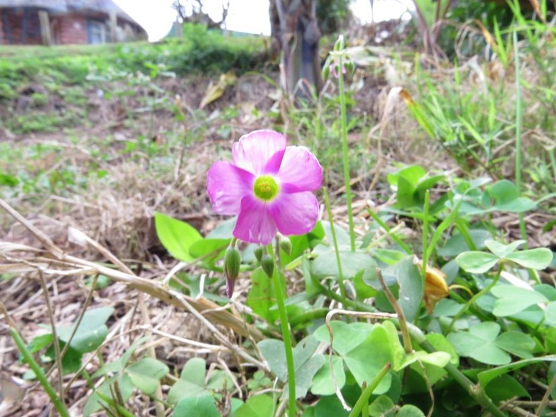 Oxalis semiloba subsp. semiloba photo 3