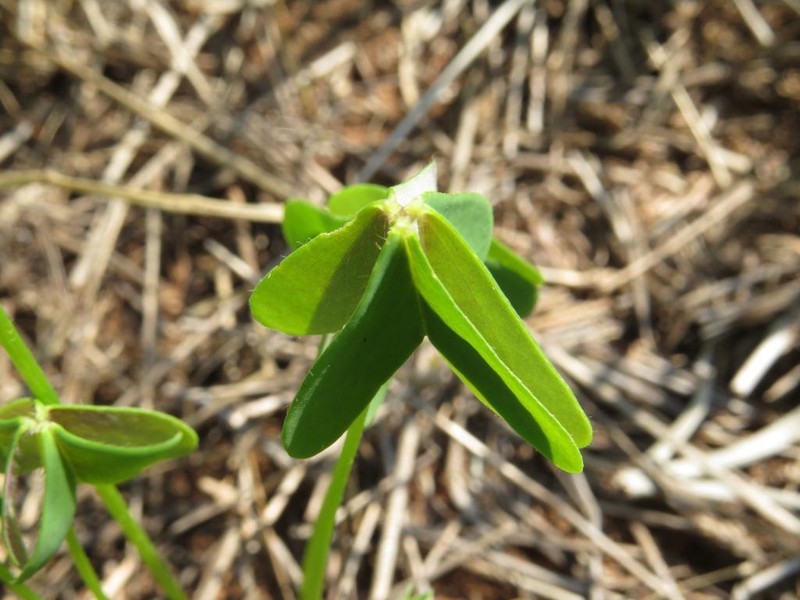 Oxalis semiloba subsp. semiloba photo 4