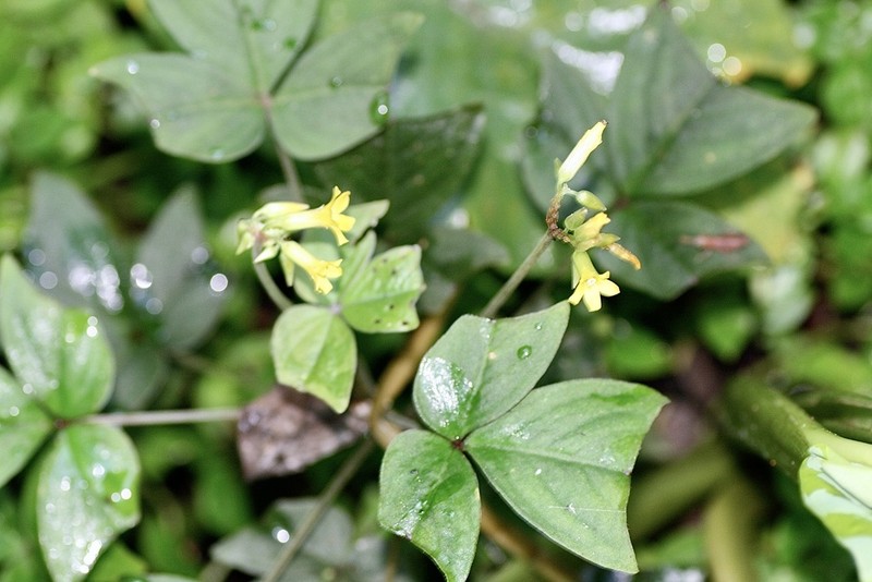 Oxalis semitruncata