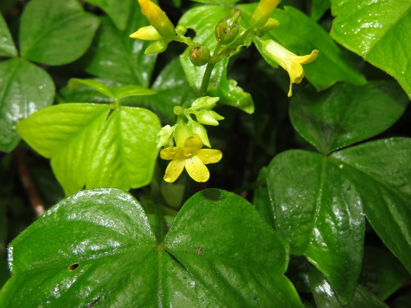 Oxalis semitruncata photo 2