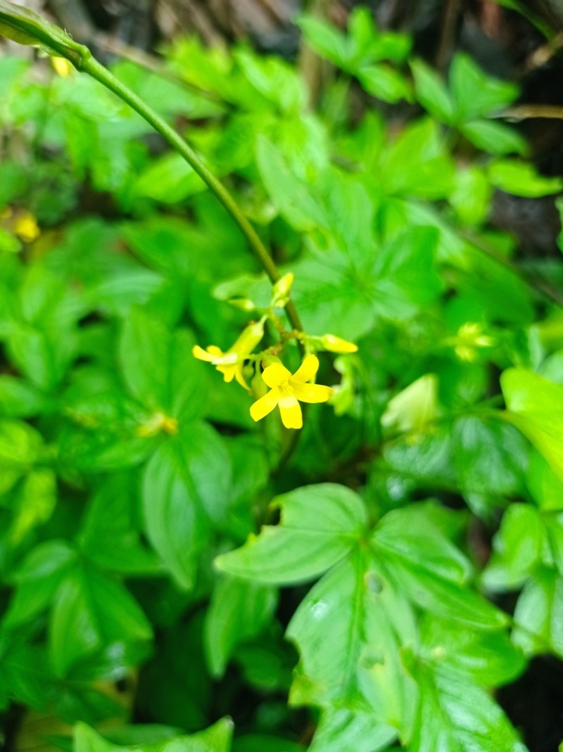 Oxalis semitruncata photo 3